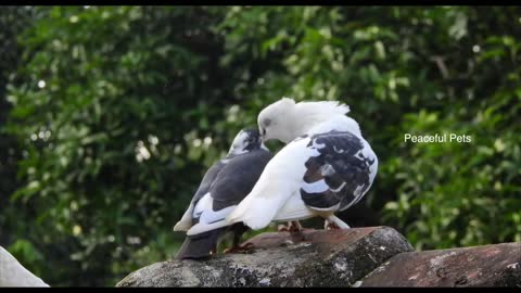 Beautiful piegeon video, funny piegeon video, funny birds video, piegeon comedy video, lenkasmn Tec.