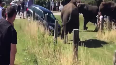 2 stupid Lions attack newborn baby Elephant, mother Elephant frantically tramples Lion cubs