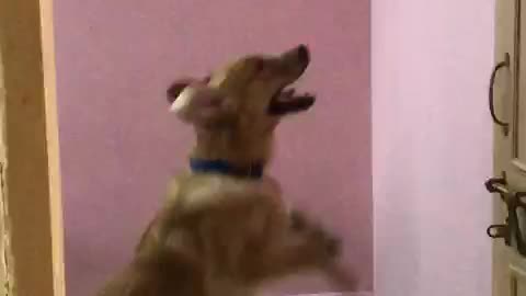 My pet trying hard to get his toy by climbing the wall