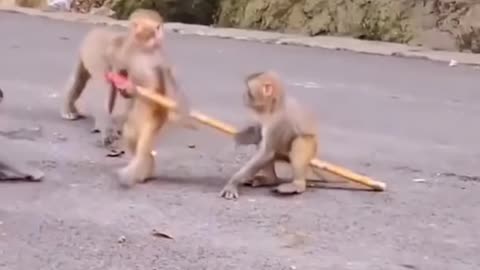 Funny monkey video