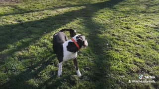 Bullterrier Dougie bad guy, pleased garden as been mown