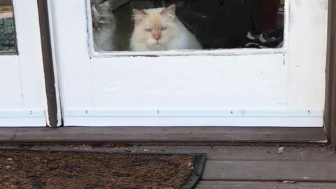 Jealous cat throws shade at neighborhood stray