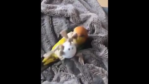 Funny Parrots ~ Cute, funny, smart