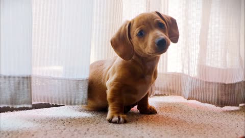 This cute puppy sees snow for first time and tries to eat from the sky! Adorable!