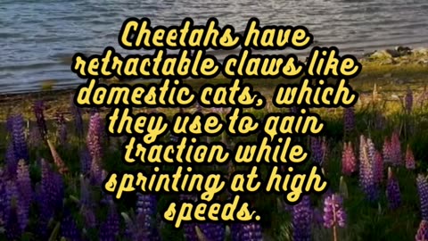 Animal Facts Cheetahs #shorts