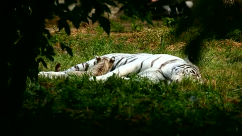 white tiger resting in nature