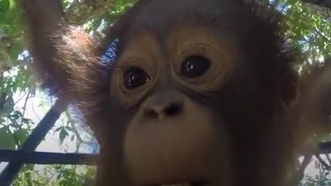 Watch This Baby Orangutan Fall In Love With The World