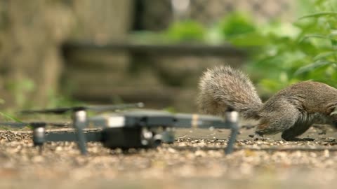 A curious squirrel inspects a drone that is sitting in a pile of bird-seed