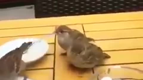 bird feeding babies