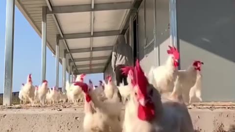 After spending 3.5 years in a battery farm, these chickens are ready to spread their wings 🥰