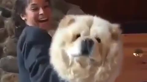 Chow Chow - Giant dog