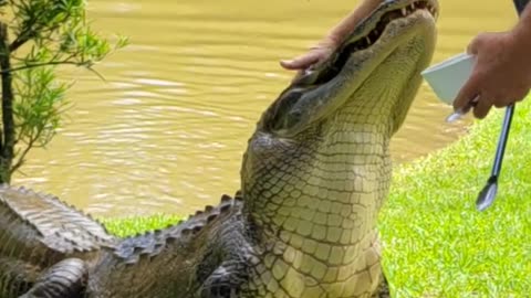 Residents of one of the United States show a tamed crocodile taking food from their hands.