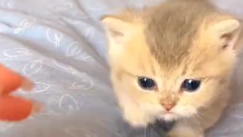 kitten