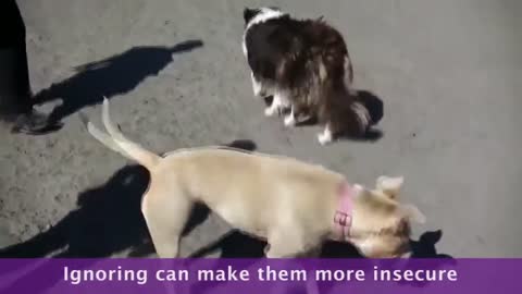 Learn How to train your dog.