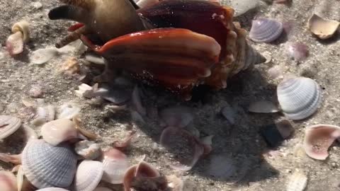 Conch Comes Out of Its Shell