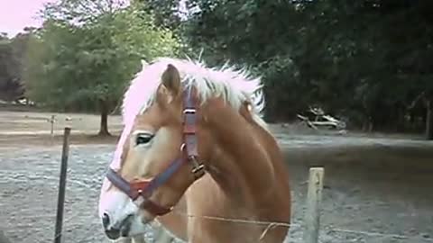 Funny reaction of a horse