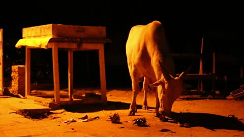 Cow walking in middle of the night on the streets of Hampi