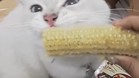 cat eat corn