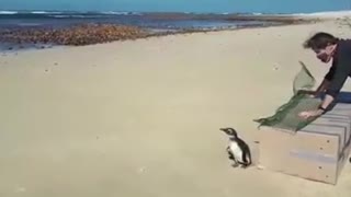 African pengiuns released into ocean at Port Elizabeth