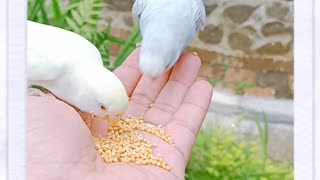 Feeding love birds