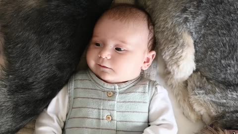 baby with his guard dogs