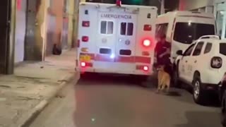 Dog runs after the ambulance that was carrying its owner