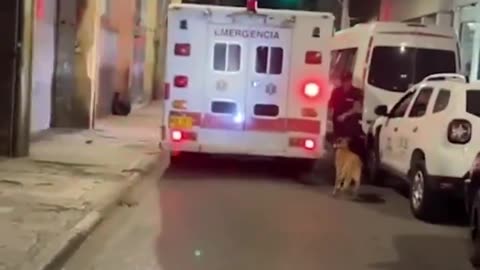 Dog runs after the ambulance that was carrying its owner