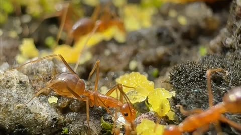 The Ants Find Their Foods