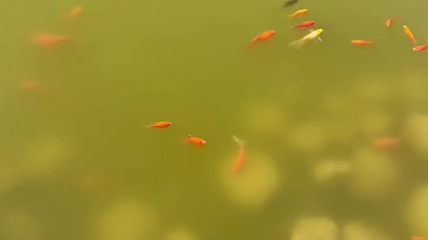 There are many little goldfish in the water