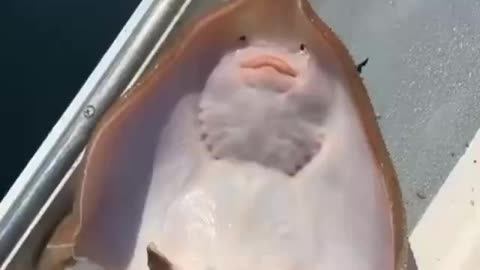 Cute stingray Fish Laughing