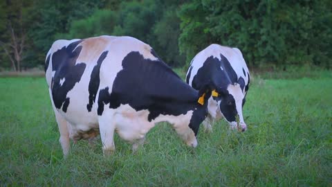 Cows eating grass in a field