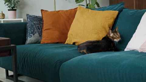 Bengal cat lying on sofa in living room