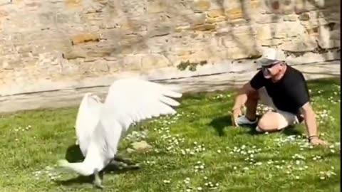 Greateful Swans #shorts #shortvideo #video #virals #videoviral