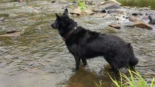 black dog in slow mo