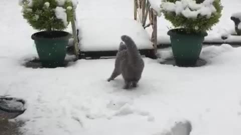 Cat seeing snow for the first time