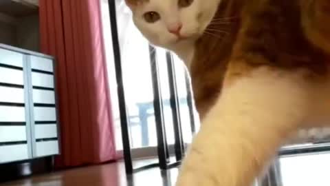 Funny Animals The Cat is Dancing Try Not To LAUGH Shorts