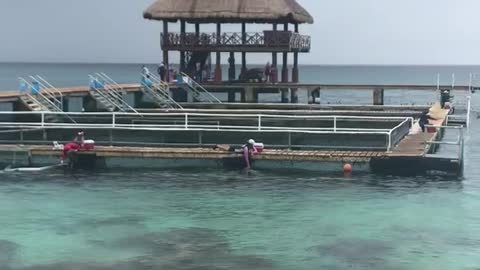 Swimming with dolphins in Mexico