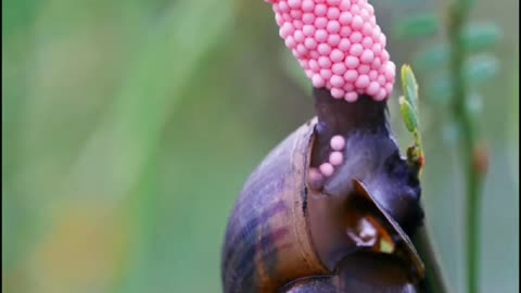 Aquatic gastropods are a golden snails.