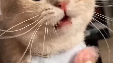 Cat video funny moment