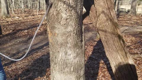 Tapping the Maples in Missouri