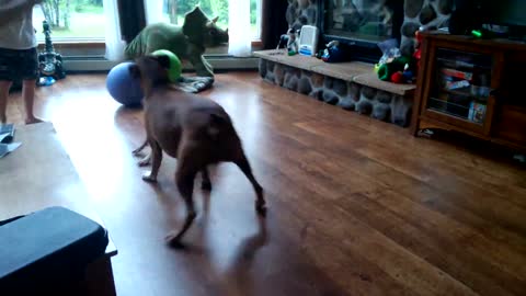 Two Cute Dogs Fighting Over A Giant Donut