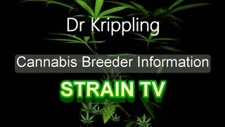 Dr Krippling - Cannabis Strain Series - STRAIN TV