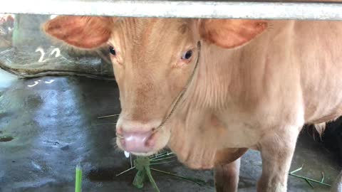 two cute and innocent cows