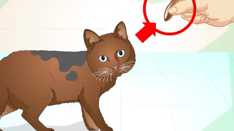 How to train your cat and be your best cat ever