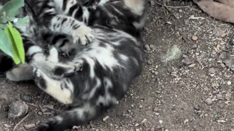 Baby Kittens Fight! Cutest Fight Ever! 😜 😜😍