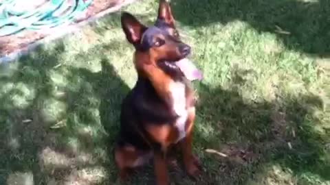 Dog is learning to climb trees