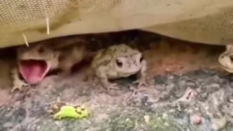 Frog Catches Snail worm