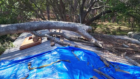 Tree Removal from roof progress Hurricane Idalia