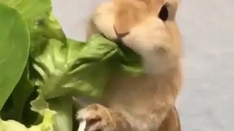 This bunny looks hungry