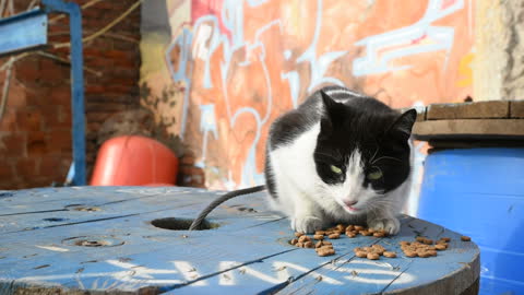 Stray Cat eats dry cat food outdoor